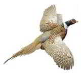 Ringneck pheasant in flight - 1 of 2