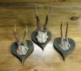 European Roe Deer trophy mounts on matching heart shaped plaques - 1 of 1