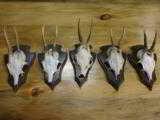 European Roe Deer five trophy mounts on matching hand-carved plaques - 1 of 1