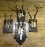Roe deer collection of 4 plaque mounts. - 1 of 1