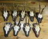 Roe deer collection of nine mounted on wall plaques - 1 of 1
