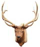 Roosevelt elk mount - 1 of 2