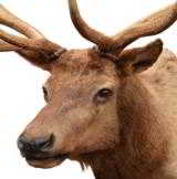 Roosevelt elk mount - 2 of 2