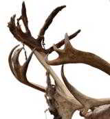 Alaskan caribou shoulder mount, double and a spike. - 3 of 4
