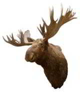Trophy moose head mount. - 1 of 1