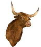 Texas longhorn mount. - 1 of 1