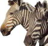 Zebra pair of head mounts on pedestal. - 2 of 3