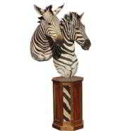 Zebra pair of head mounts on pedestal. - 3 of 3