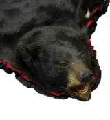 Black bear rug, sporting long silky hair. A little over 6' x 6'. - 4 of 4
