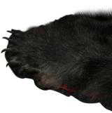 Black bear rug, sporting long silky hair. A little over 6' x 6'. - 3 of 4