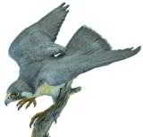 Peregreen falcon Polychrome bronze by Glenn Swanson. 22"H x 24"W. Number 8 of 35. - 3 of 4