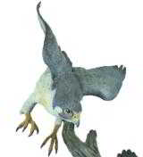 Peregreen falcon Polychrome bronze by Glenn Swanson. 22"H x 24"W. Number 8 of 35. - 4 of 4