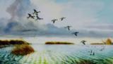 "Canvasback Drakes" by larry toschik - 1 of 3