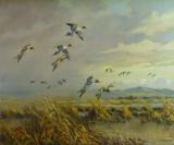 "Pintails over the Marsh" by hugh monahan
- 2 of 2