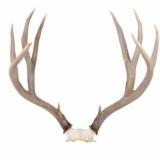 Idaho 4x4 Mule Deer rack scored 177
- 1 of 2