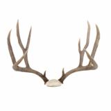 Idaho Mule Deer rack 4x4, 25" spread, 19"H - 1 of 2