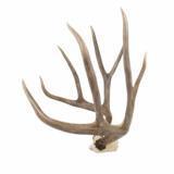 Idaho Mule Deer rack 4x4, 25" spread, 19"H - 2 of 2