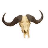 Cape Buffalo Skull - 1 of 1