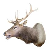 North Idaho Bugling Elk Mount - 1 of 2