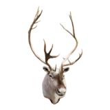 Shovel and a Spike Caribou Mount - 1 of 1