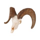 Dall Sheep Horns and Skull - 2 of 2