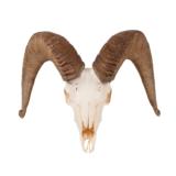 Dall Sheep Horns and Skull - 1 of 2