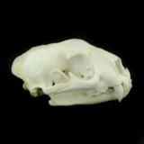 Idaho Cougar Skull - 2 of 2