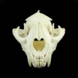 Idaho Cougar Skull - 1 of 2