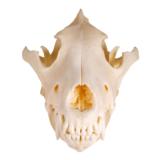 Idaho Wolf Skull - 2 of 3