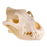 Idaho Wolf Skull - 1 of 3