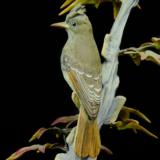 Crested Flycatcher with Sweet Gum by Edward Marshall Boehm - 3 of 4