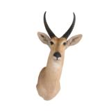 Rhebok Mount Africa - 2 of 2