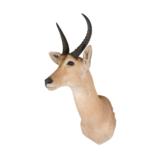 Rhebok Mount Africa - 1 of 2