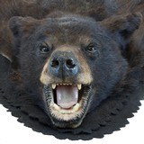 North idaho black bear rug with backing - 5 of 7