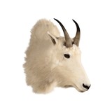 Mountain goat from Montana. 9" horns. Not large, but nice. - 1 of 6