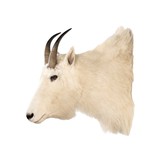 Mountain goat from Montana. 9" horns. Not large, but nice. - 4 of 6