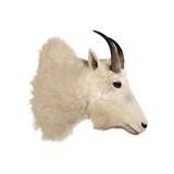 Mountain goat from Montana. 9" horns. Not large, but nice. - 3 of 6
