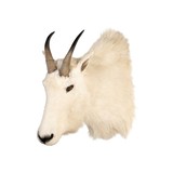 Mountain goat from Montana. 9" horns. Not large, but nice. - 2 of 6