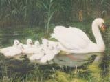 Swan Family by Fritz Bachmeyr - 2 of 4
