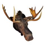 Shiras Moose Shoulder Mount - 1 of 2