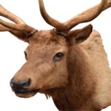 Roosevelt Elk Mount - 2 of 3
