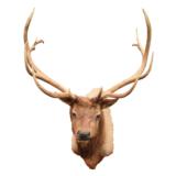 Roosevelt Elk Mount - 1 of 3