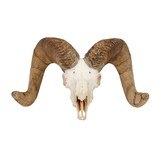 Big horn skull mount - 1 of 2