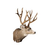 Idaho Mule Deer Mount - 3 of 3