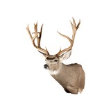 Idaho Mule Deer Mount