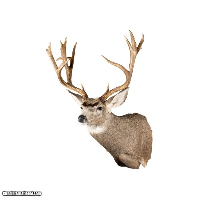 Idaho Mule Deer Mount