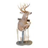 Whitetail Deer Pedestal Mount - 1 of 5