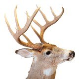Whitetail Deer Pedestal Mount - 3 of 5