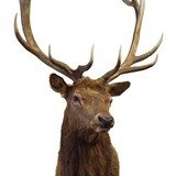 Idaho 6 x 6 Elk Mount - 2 of 3