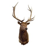 Idaho 6 x 6 Elk Mount - 1 of 3